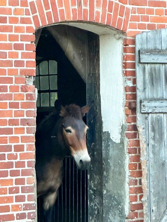 Ein Maultier schaut aus einer Stalltür im Backsteingebäude