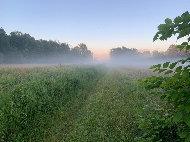 Wiesenweg im Morgennebel
