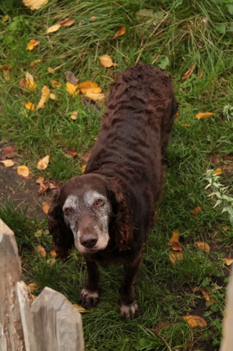 Älterer brauner Hund mit lockigem Fell im Gras zwischen Herbstlaub